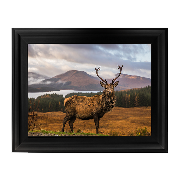 AN066 Highland Stag