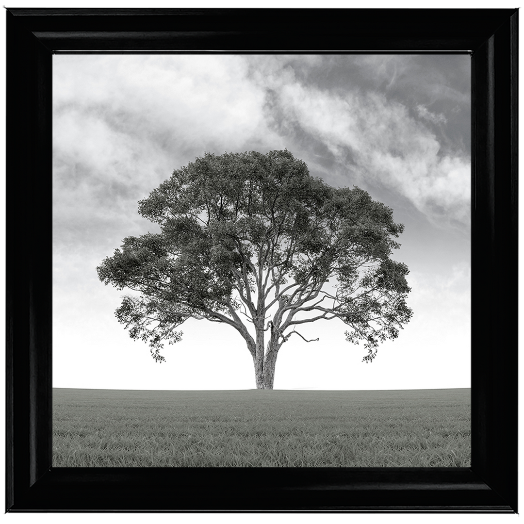 LS190 Lone Tree 1