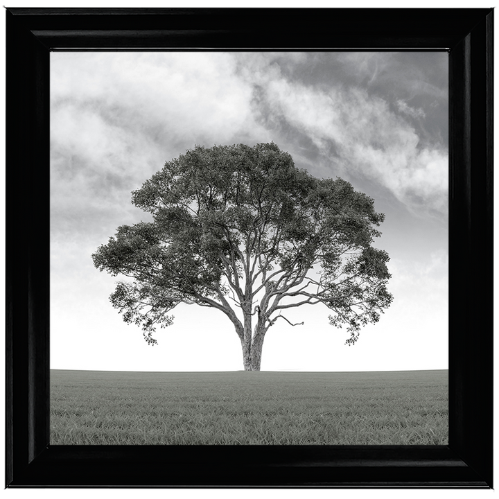 LS190 Lone Tree 1