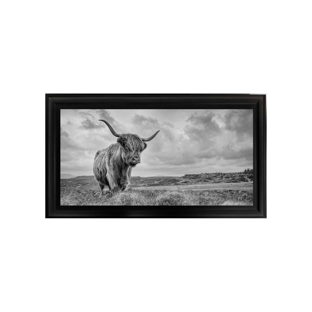 Highland Cow II