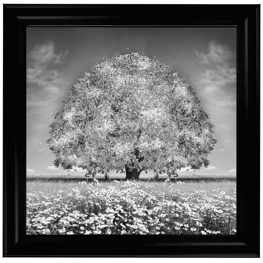 LS276 White Oak Tree