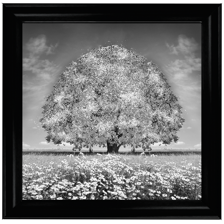 LS276 White Oak Tree