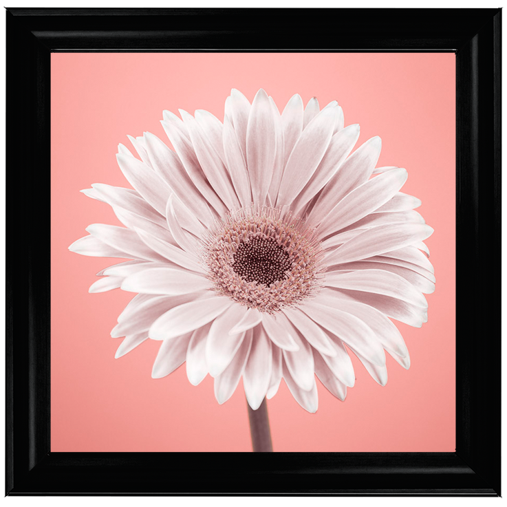 FL056 Single Gerbera Nude pink 1