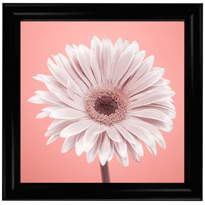 FL056 Single Gerbera Nude pink 1