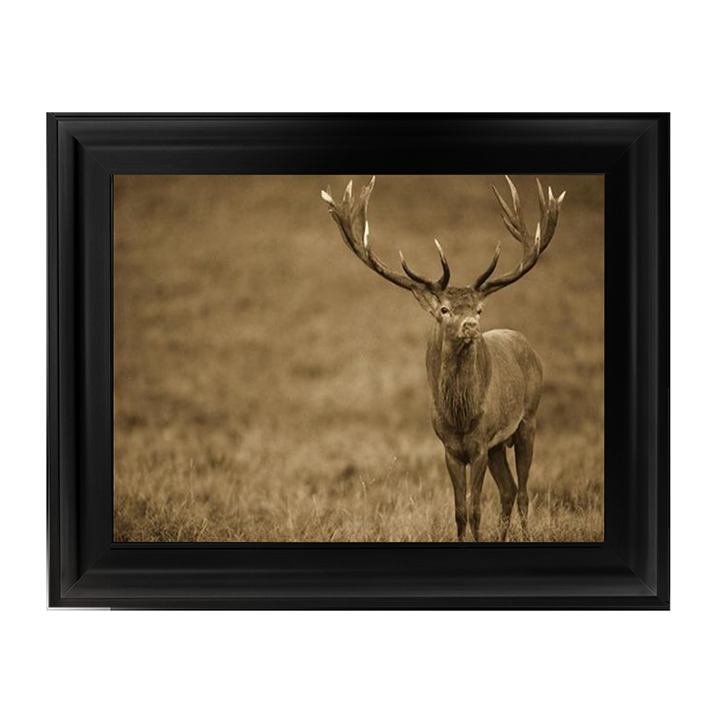 AN065 Red Deer stag in autumn rutting season, Denmark