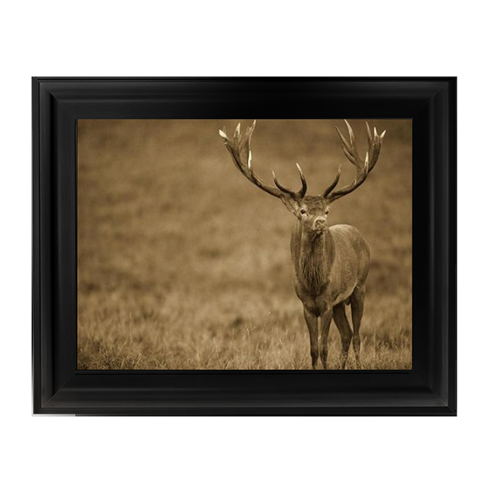 AN065 Red Deer stag in autumn rutting season, Denmark