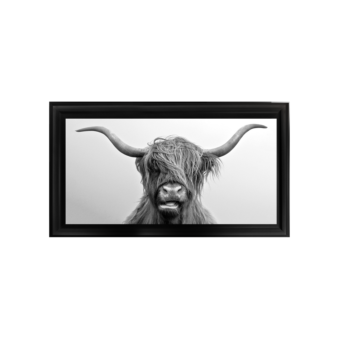 Highland Cow