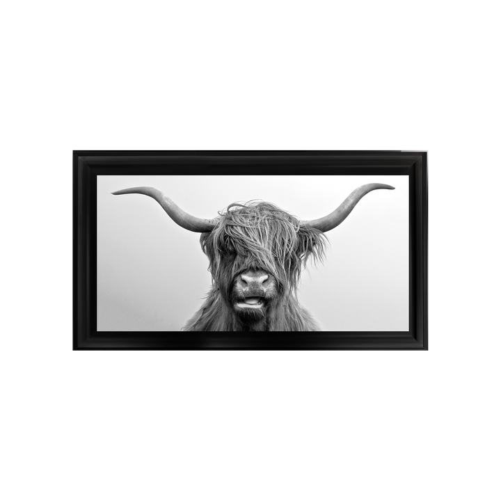 Highland Cow