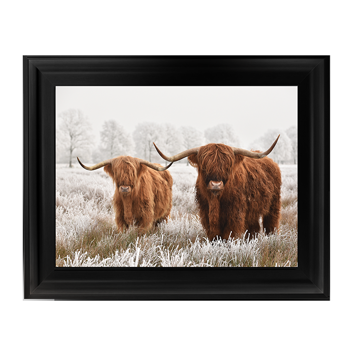 Highland Cow pair