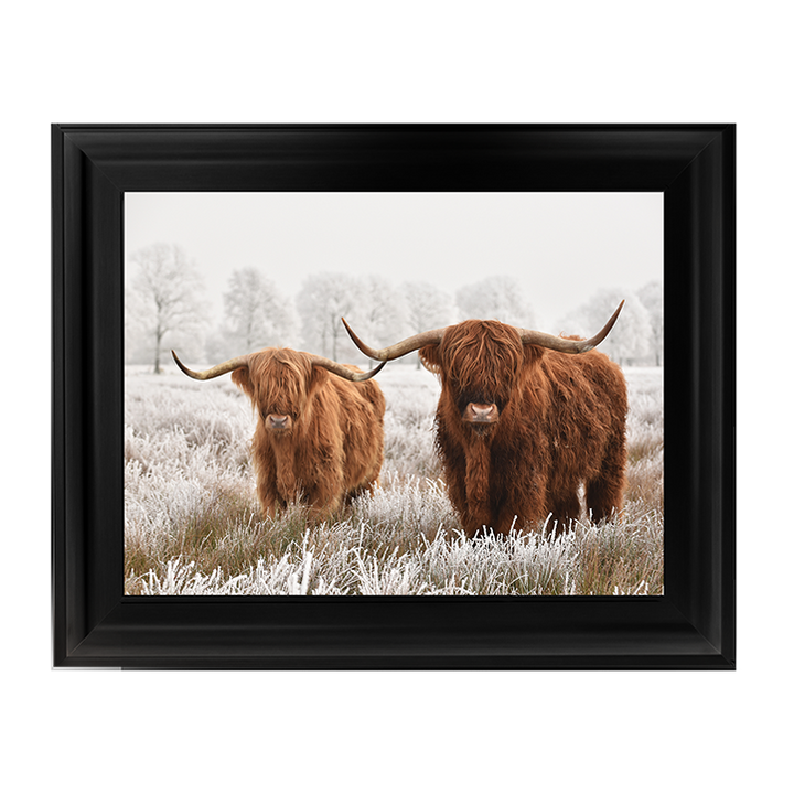 Highland Cow pair
