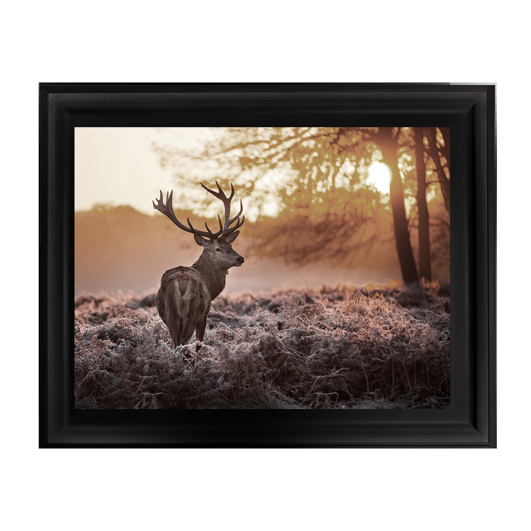Single Stag 2