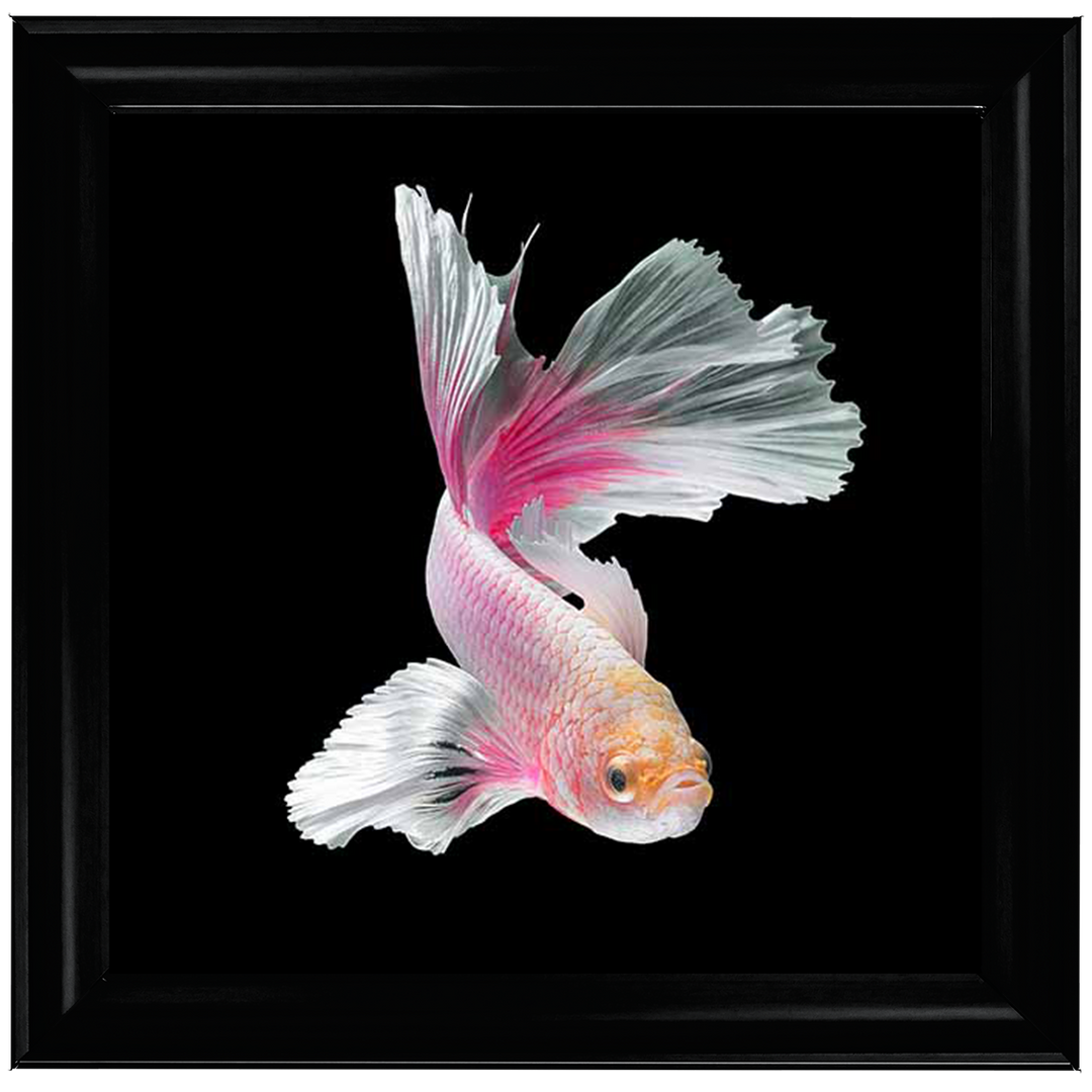 Pink & White Betta Fish |