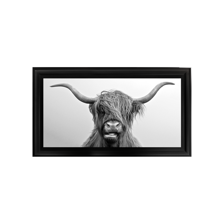 AN280 Highland Cow I