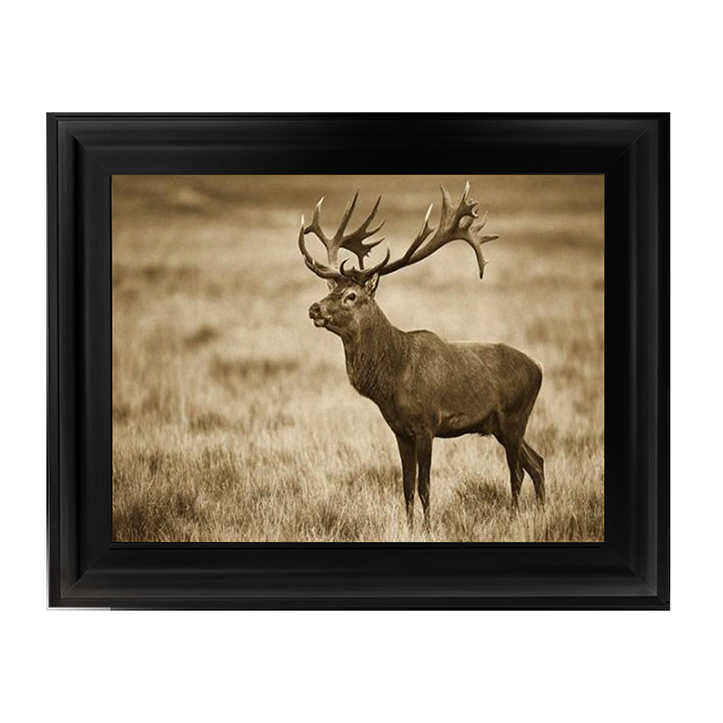 AN064 Red Deer stag, Cogenhagen, Denmark