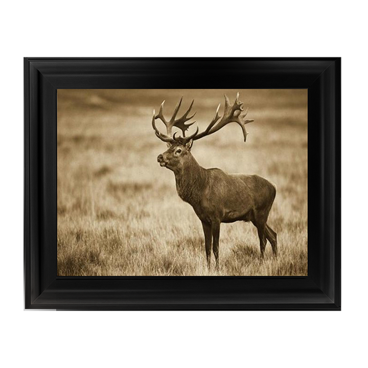 AN064 Red Deer stag, Cogenhagen, Denmark