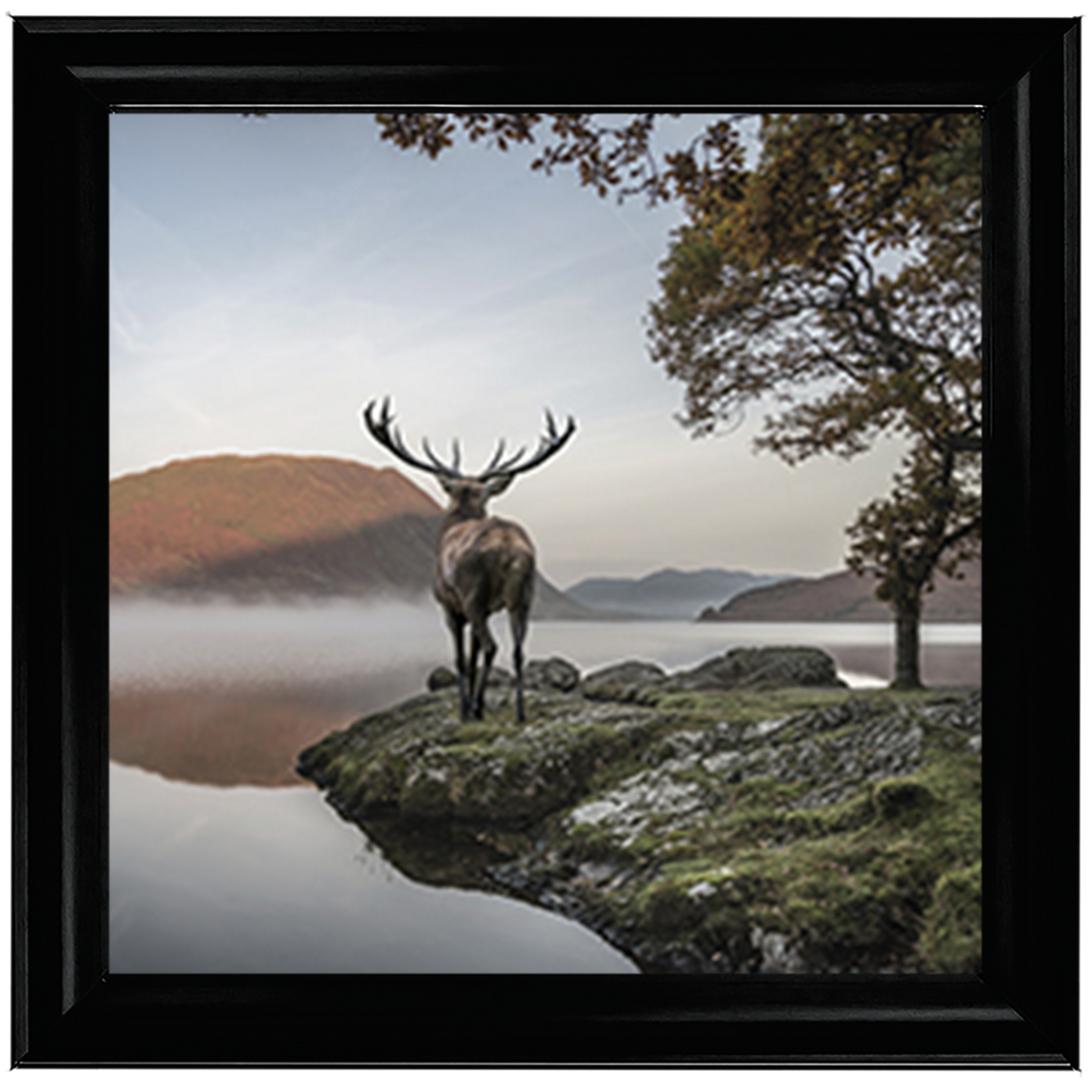 Single Stag 1