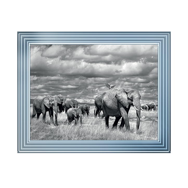 Elephants of Kenya