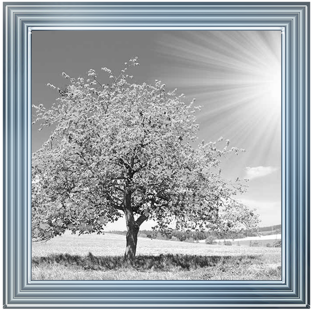 LS296 Black & White Lone Tree