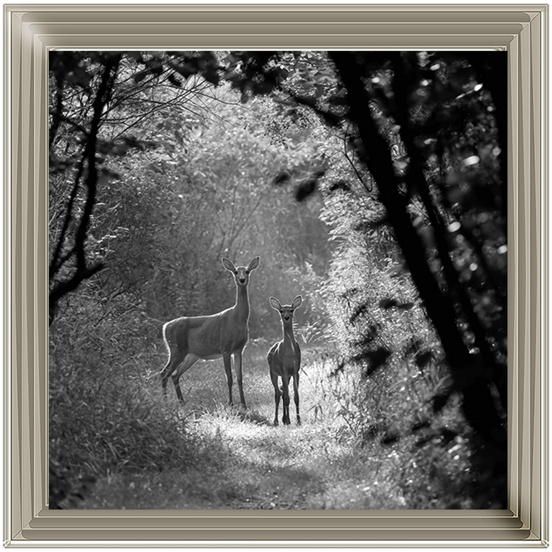 Single Deer