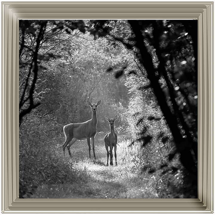 Single Deer