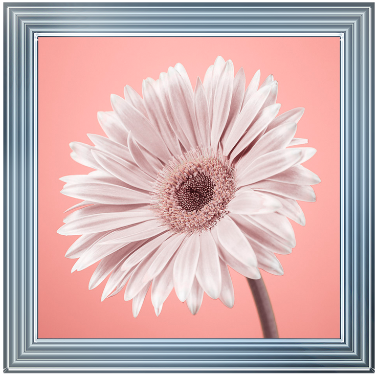 FL057 Single Gerbera Nude pink II