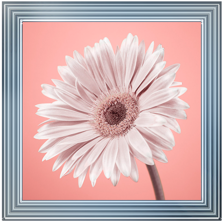 FL057 Single Gerbera Nude pink II