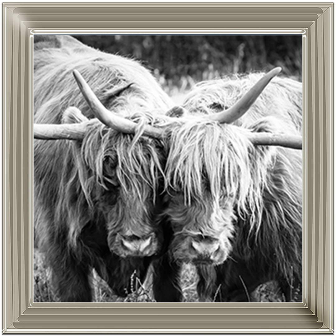 AN282 Highland Cow Love