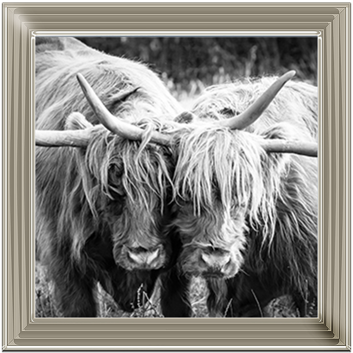 AN282 Highland Cow Love