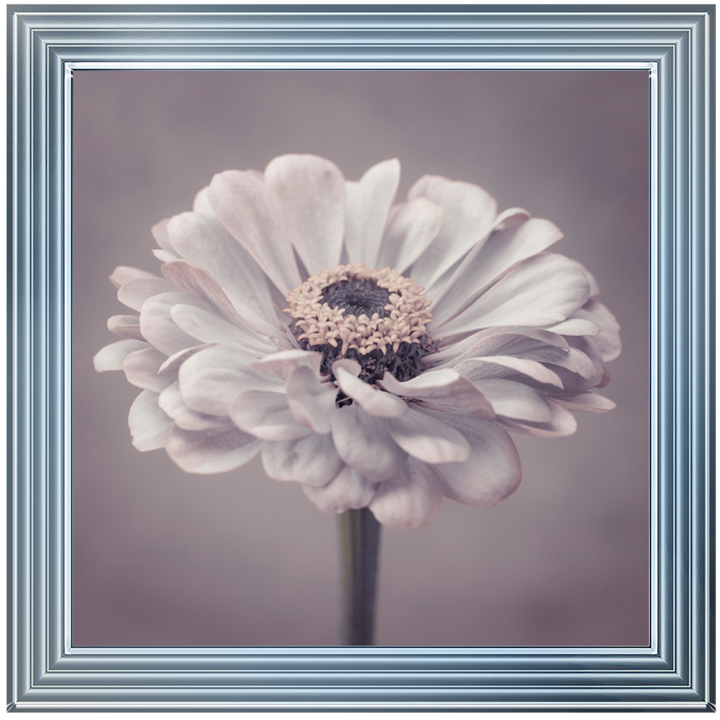 FL150 Gerbera