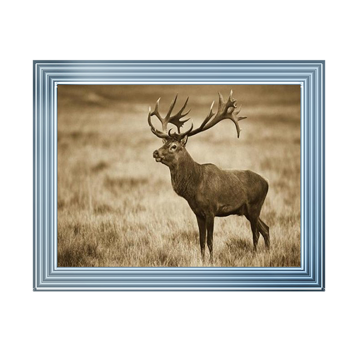 AN064 Red Deer stag, Cogenhagen, Denmark