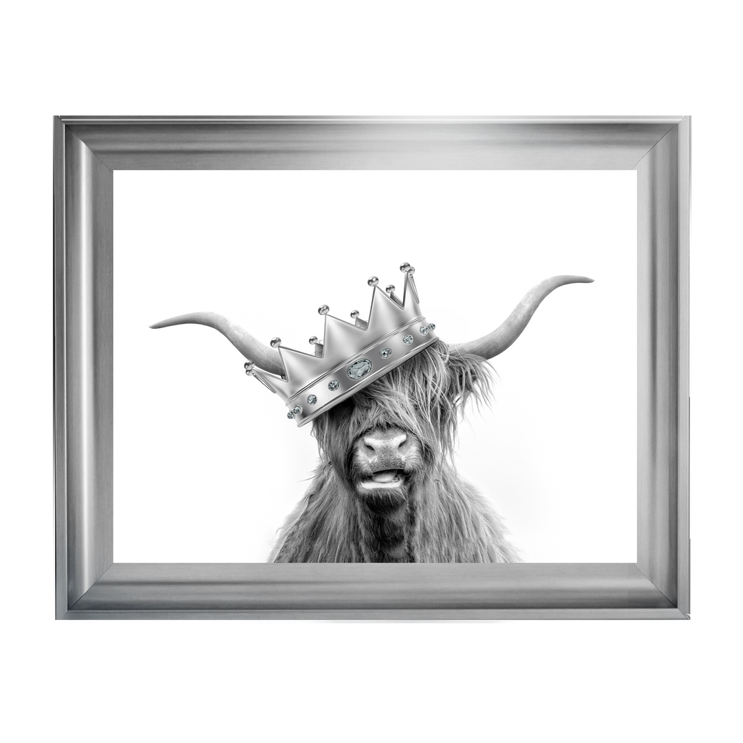 Crowned Highland Cow