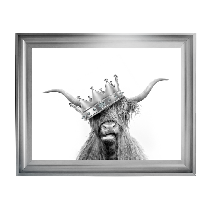 Crowned Highland Cow