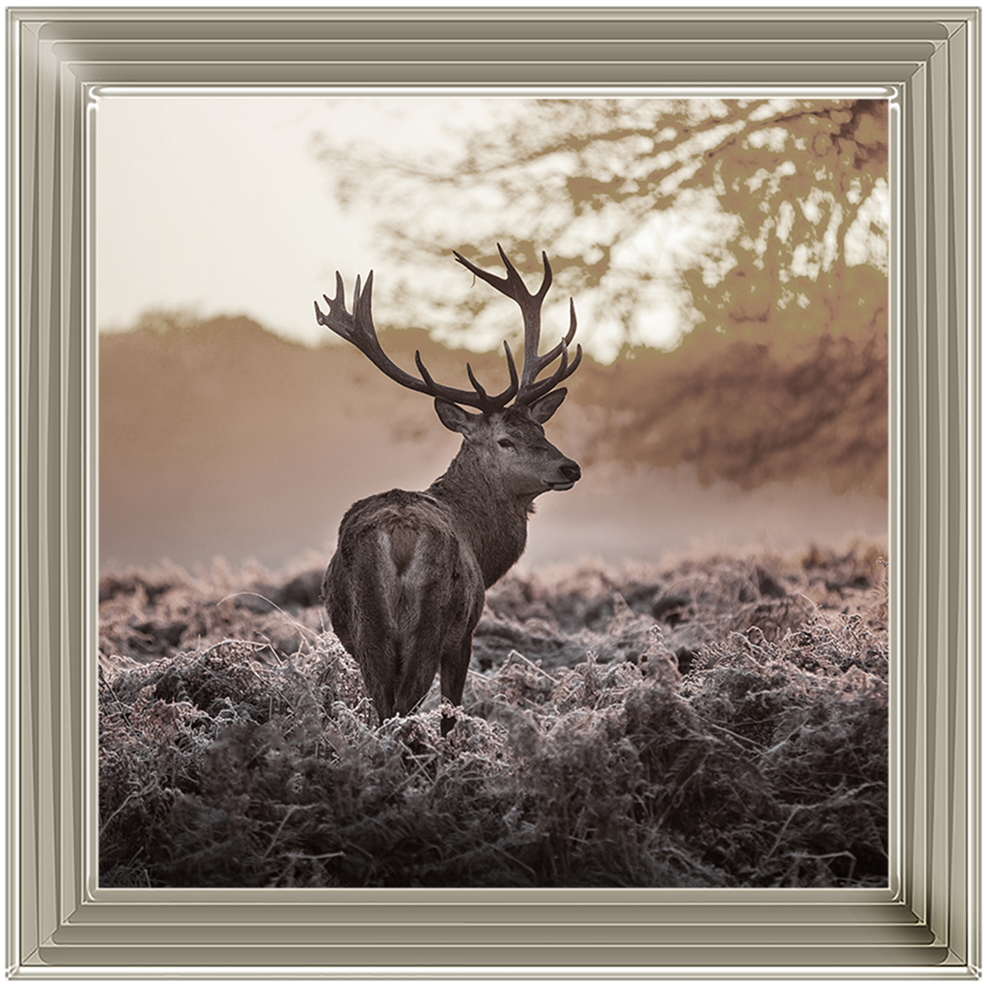 Single Stag