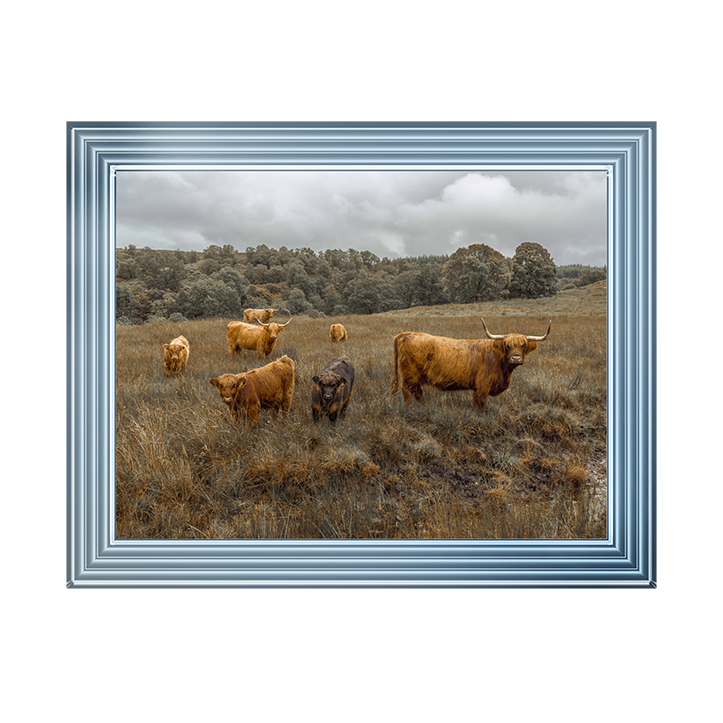 Highland Cows Colour
