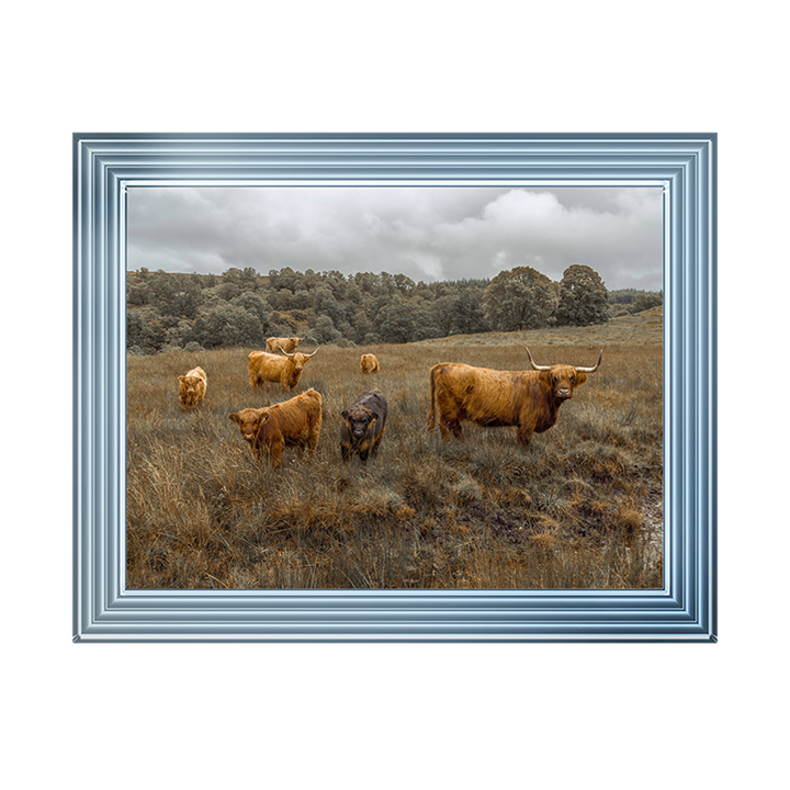 Highland Cows Colour
