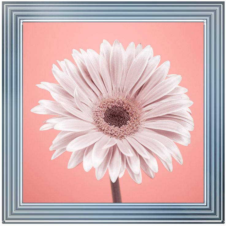 FL056 Single Gerbera Nude pink 1