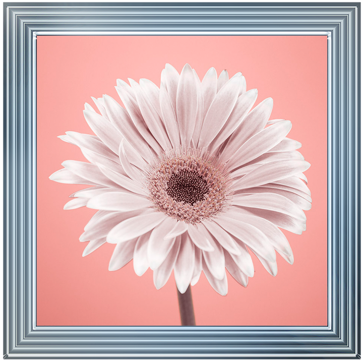 FL056 Single Gerbera Nude pink 1
