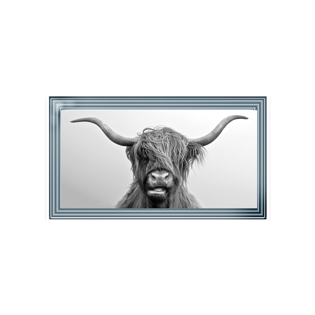 Highland Cow