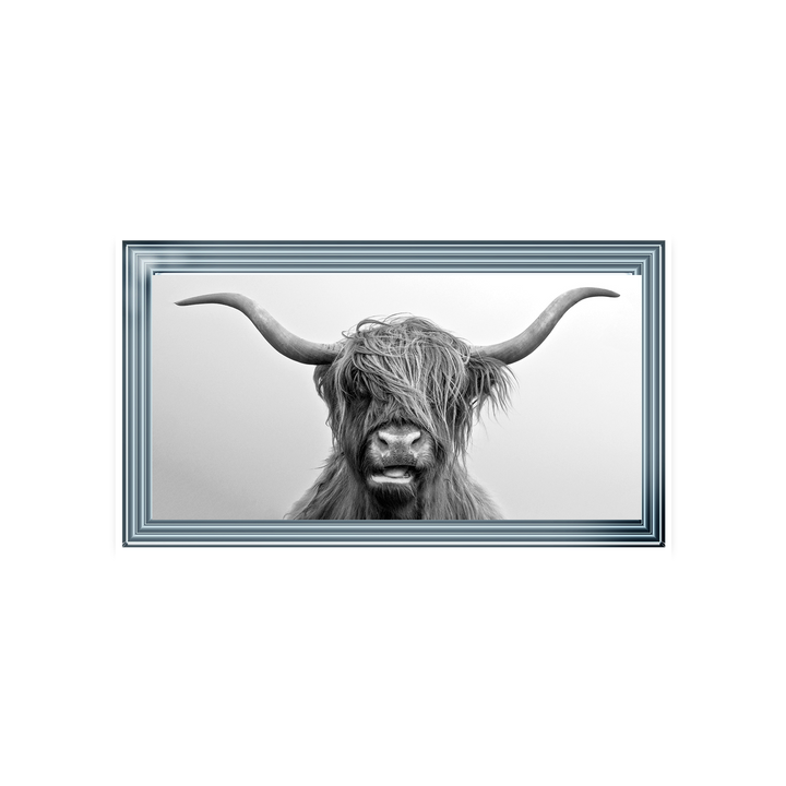 Highland Cow