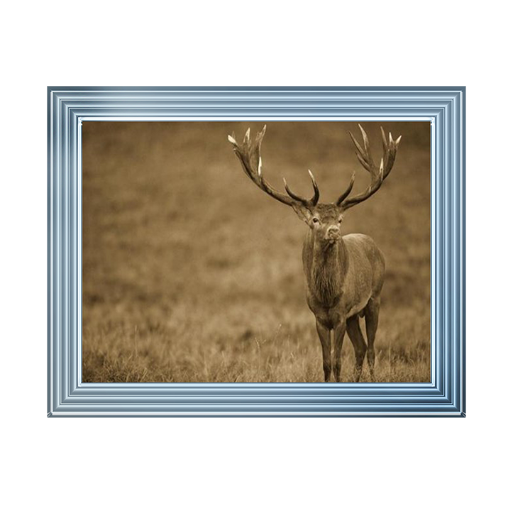 AN065 Red Deer stag in autumn rutting season, Denmark