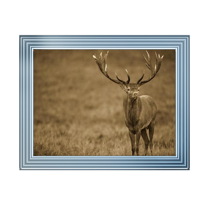 AN065 Red Deer stag in autumn rutting season, Denmark