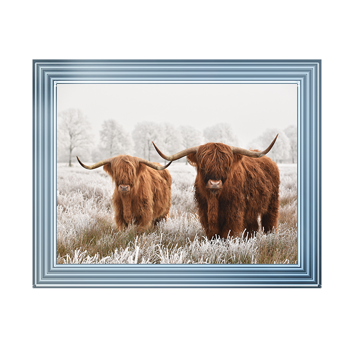Highland Cow pair