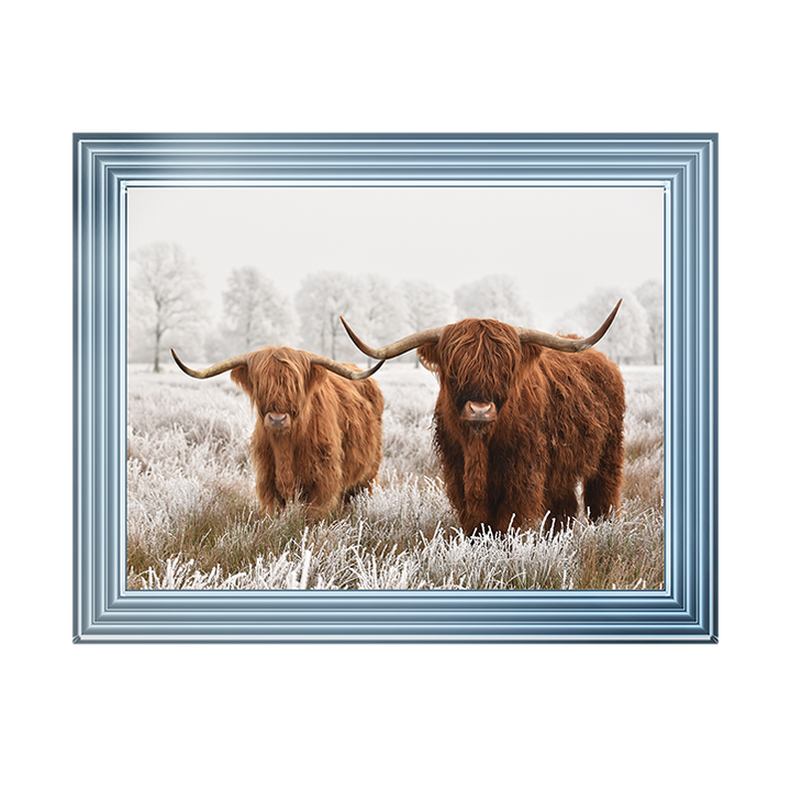 Highland Cow pair