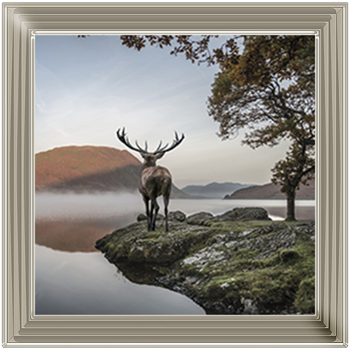 Single Stag 1