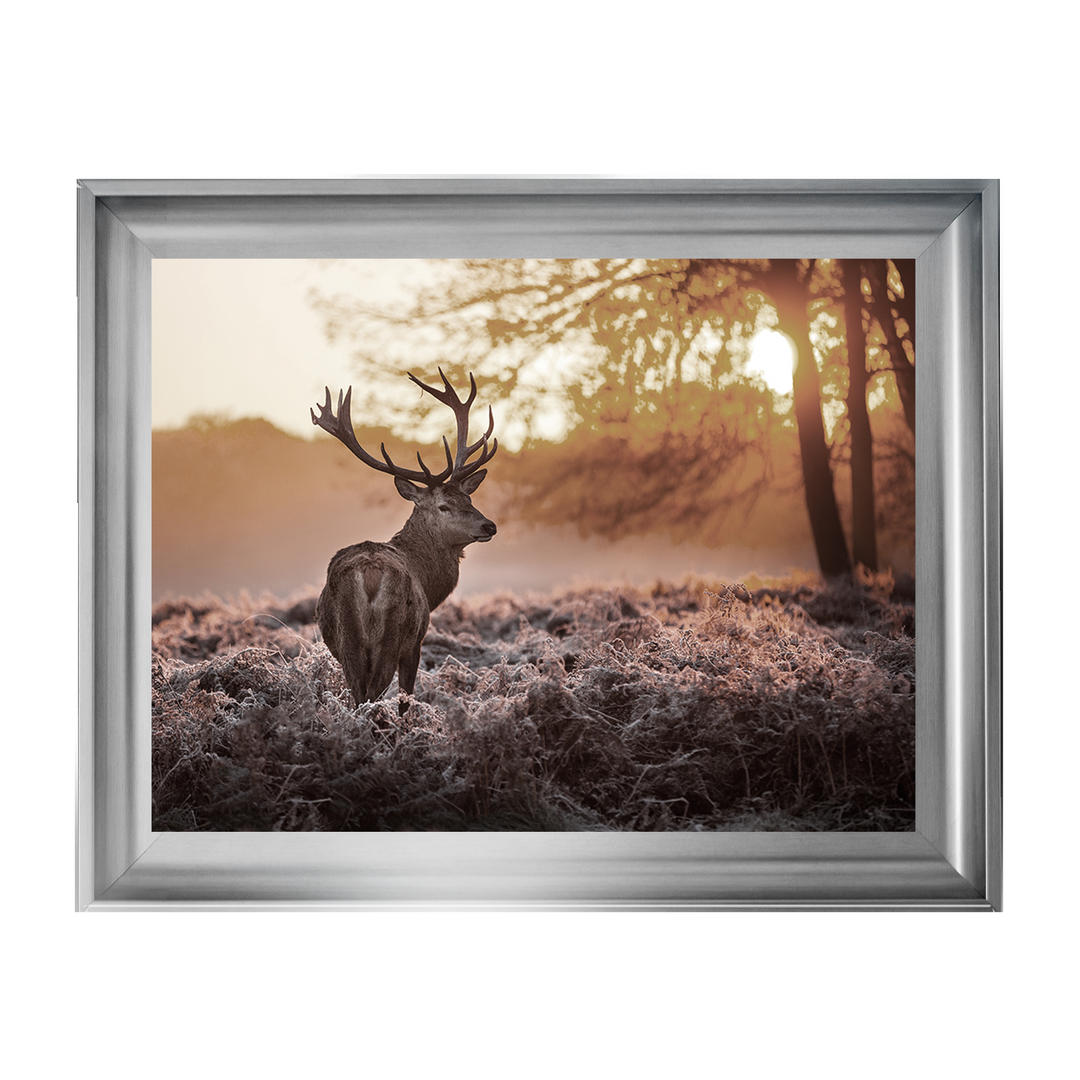 Single Stag 2