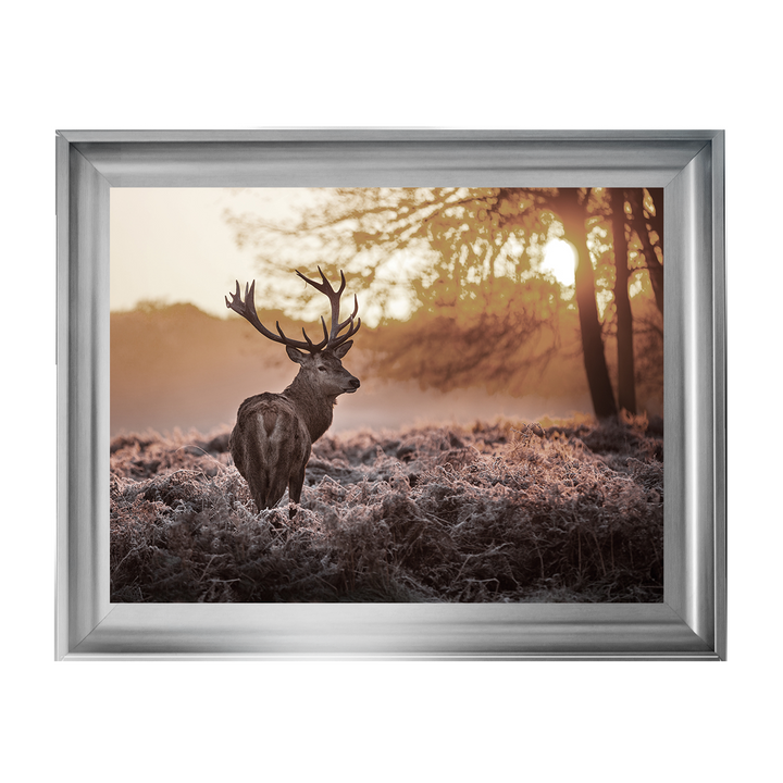 Single Stag 2
