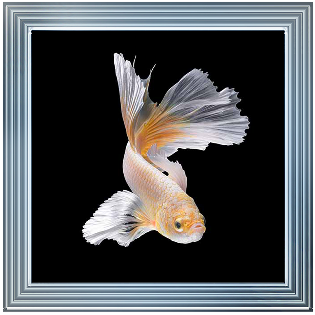 Orange & White Betta Fish |