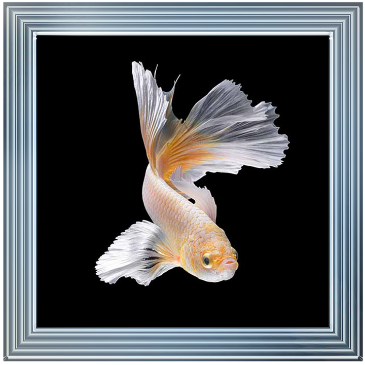 Orange & White Betta Fish |