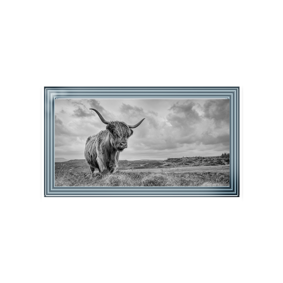 Highland Cow II