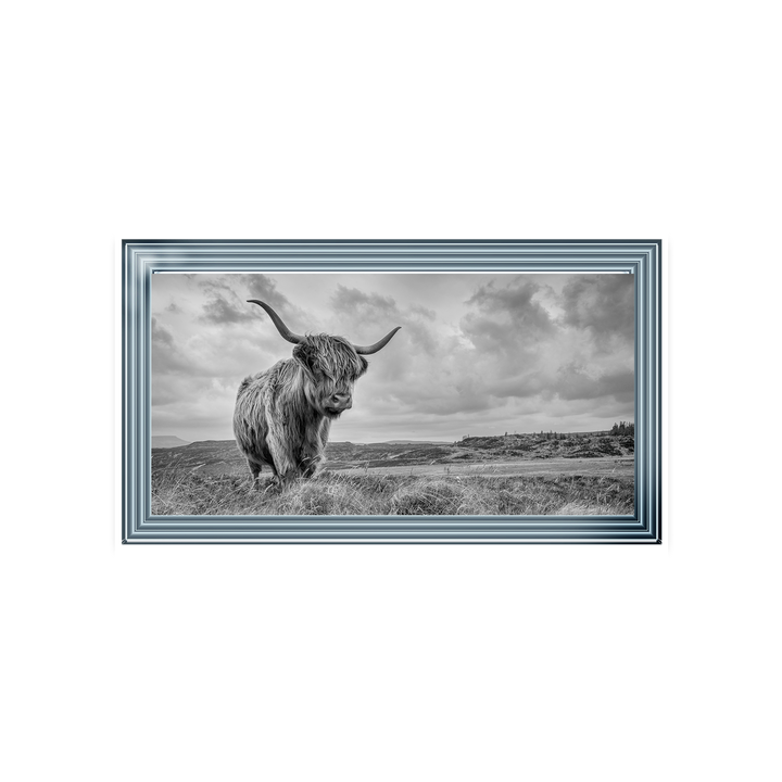 Highland Cow II